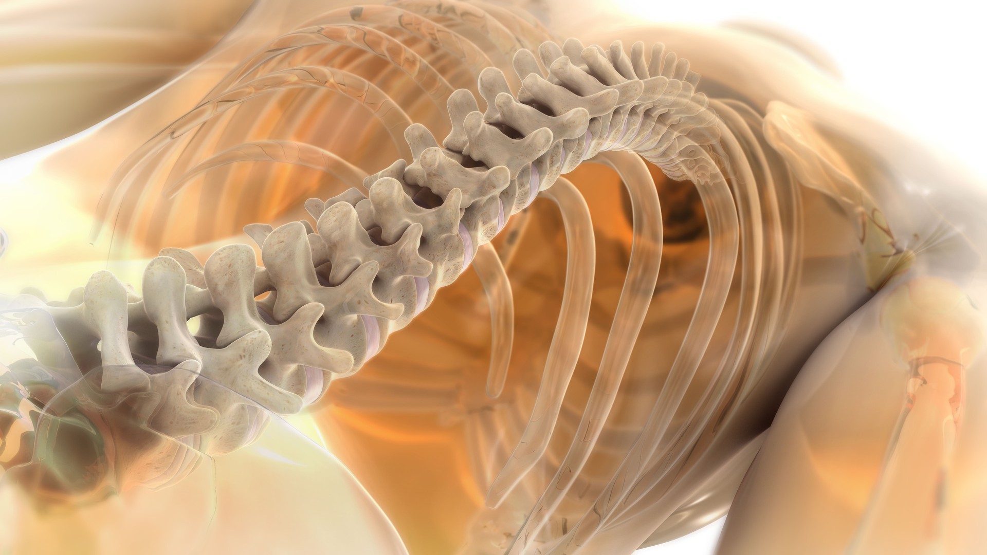 3D Rendering of Spine in body